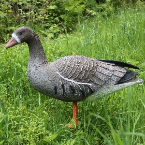 Jachtuitrusting voor jachtgebied en outdoor von AKAH Lockvogel Blässgans 71681000